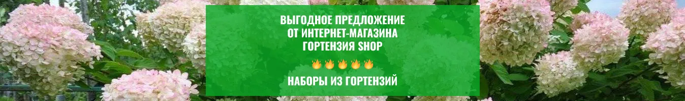 Наборы гортензий