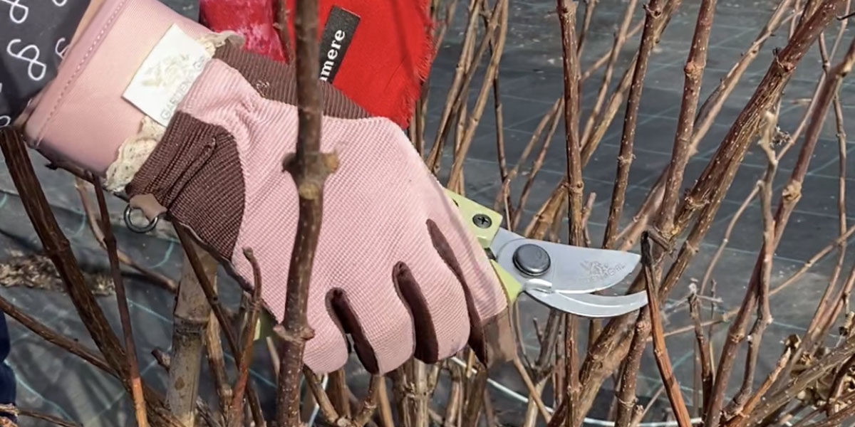 Уход за гортензией: посадка, обрезка, укрытие Уход за гортензией: посадка, обрезка, укрытие