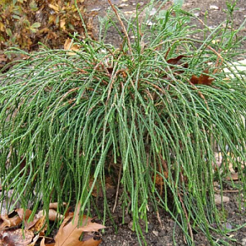 Туя складчая (Thuja plicata) Випкорд