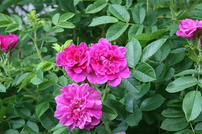 Роза морщинистая / Rosa Rugosa / Шиповник Роза морщинистая / Rosa Rugosa / Шиповник