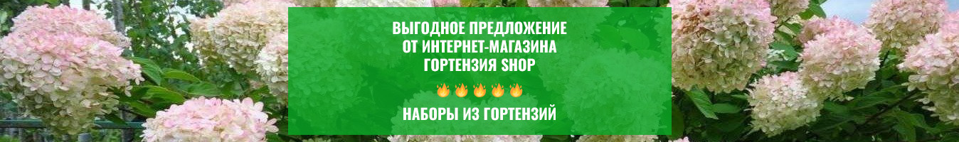Наборы гортензий