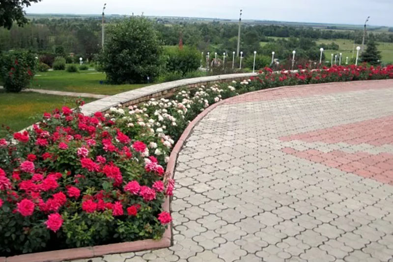 Уход за розами Уход за розами