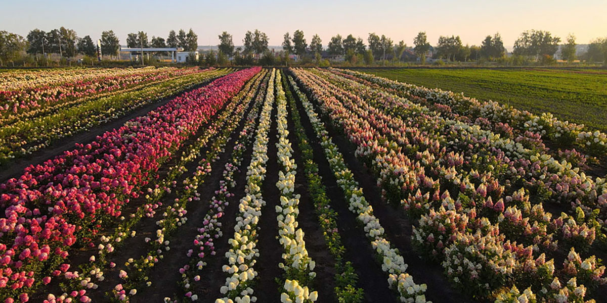 Гортензии – самый популярный в мире цветущий кустарник Гортензии – самый популярный в мире цветущий кустарник