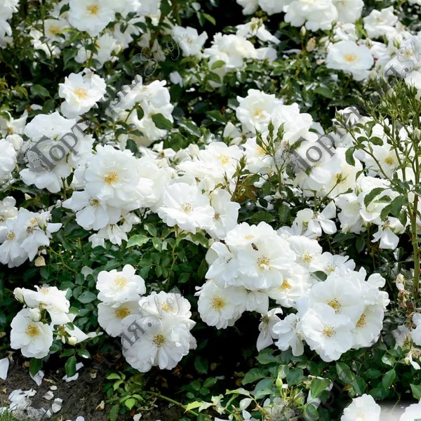 Роза дикая, морщинистая