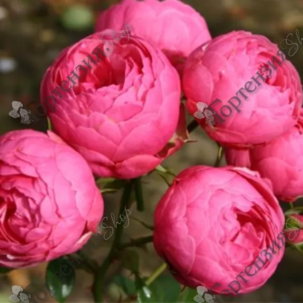 Роза красная