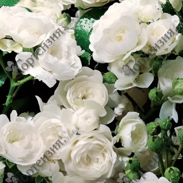 Роза канадская