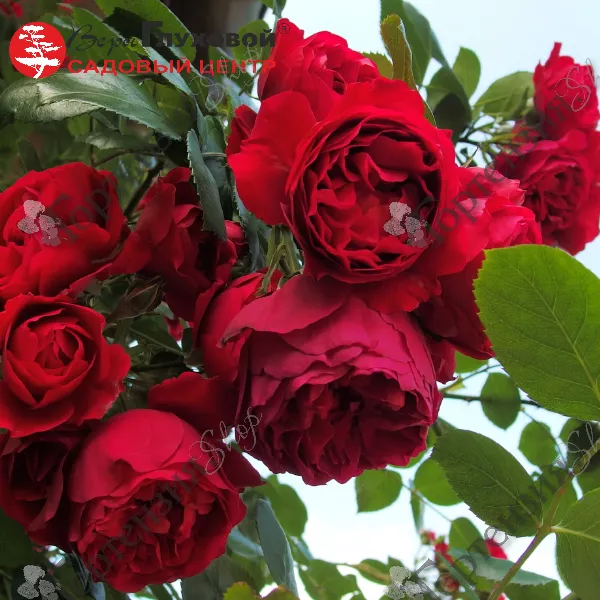 Роза фронтенак канадская