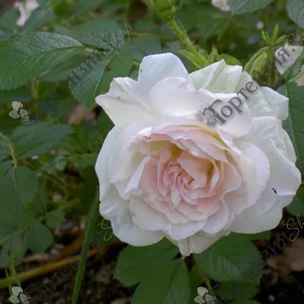 Роза классическая розового цвета