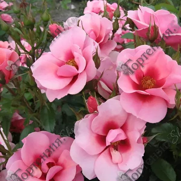 Роза белоснежная