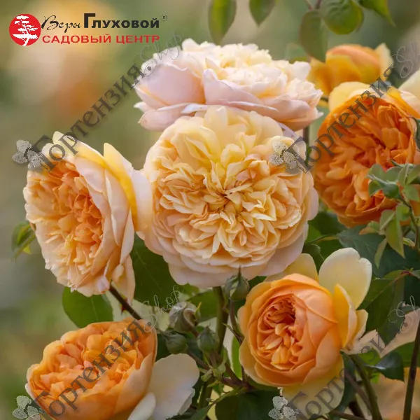 Роза белая английская