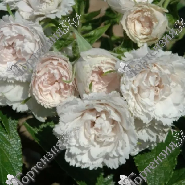 Роза пурпурная