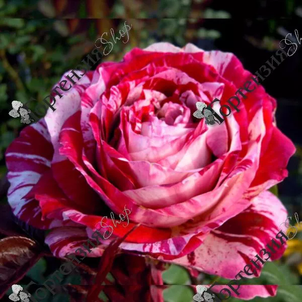 Роза пинк гротендорст