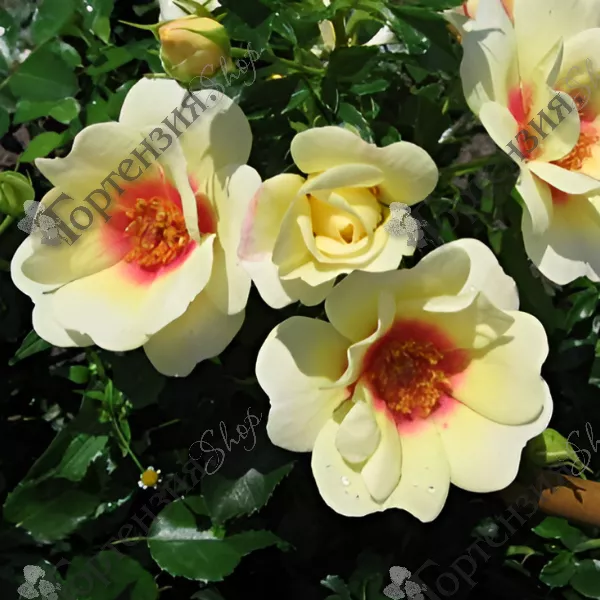 Роза плетистая